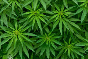 Nuovo studio sugli effetti della cannabis